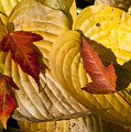 A Fall Contrast