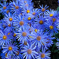 Bright Blue