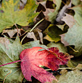 Early Fall