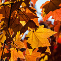 Fall Colors