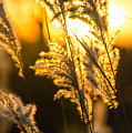 Fall Sunset