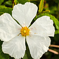 Flower Time
