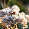 Fuzzy with bug