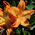 Spring Bloom