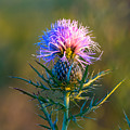 Spring Thistle