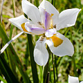 Summer Lily