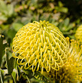 Yellow Spider Flower